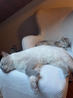 IMG_3307.jpeg