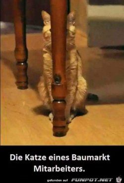 Lustige_Katze.jpg