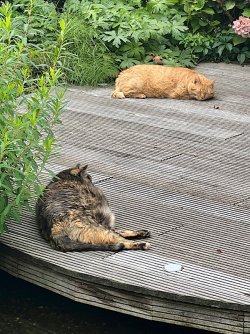 IMG_6991.jpeg