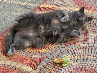 IMG_2767.jpeg