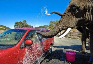 Elephant_car_wash_01.jpg