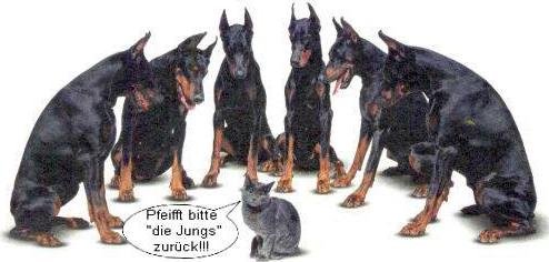 dobi+katze.jpg