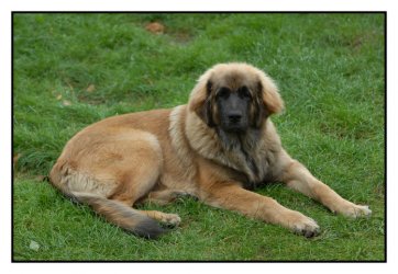 Hund.jpg