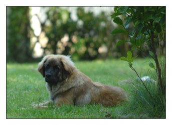 Hund_Garten.jpg