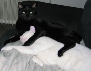 schwuleKampfkater.jpg