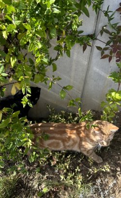 IMG_3191.jpeg