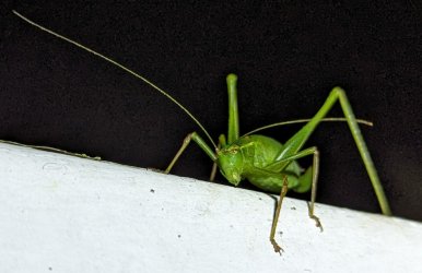 PXL_20230916_195234270_kl.jpg