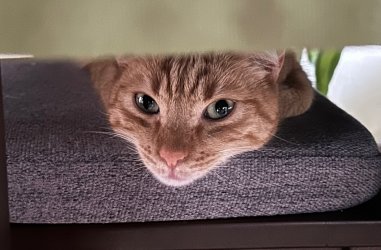 IMG_3724.jpeg