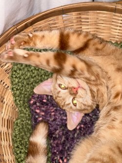 IMG_3209.jpeg