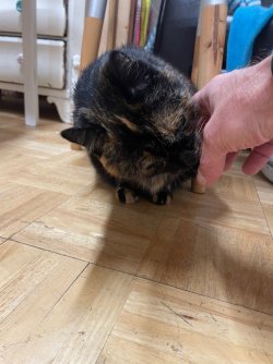 IMG_3755.jpeg