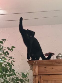 IMG_3335.jpeg