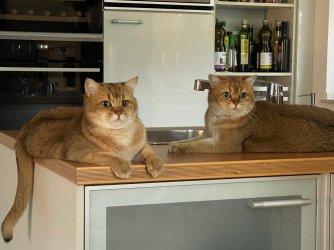 Katzen.jpg