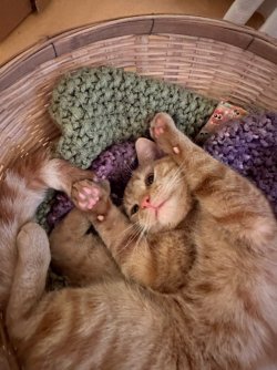 IMG_3410.jpeg