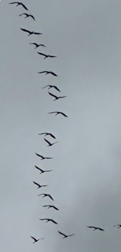 IMG_3521.jpeg