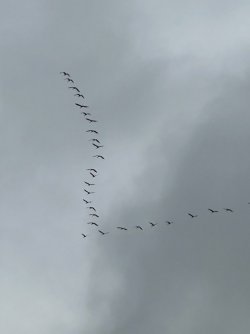 IMG_3520.jpeg