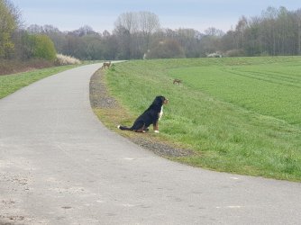 jagdhund.jpg