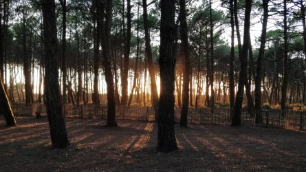 Biska_Sonnenuntergang_Wald_01.jpg