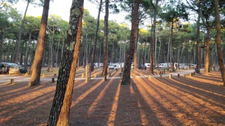 Biska_Sonnenuntergang_Wald_02.jpg