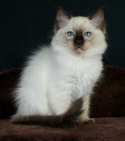 Coco44.jpg