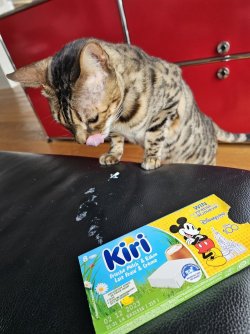 kiri fressen auf dem sofa.jpg