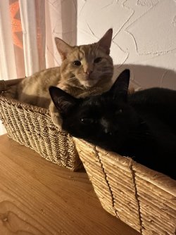 1702406909487.jpeg
