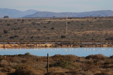 10.11.Flamingos.jpg