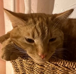 IMG_3996.jpeg