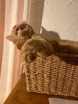 IMG_4002.jpeg