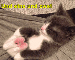 Katzen-Fruehsport.gif
