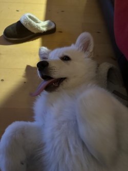 IMG_4241.jpeg