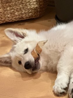 IMG_4450.jpeg
