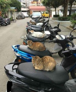 manchmal-sind-katzen-sehr-komisch.76tl3x.gx6cyz.im.lg.jpg