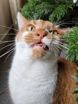 eine-katze-nagt-am-weihnachtsbaum.35up4f.lmhubr.im.lg.jpg