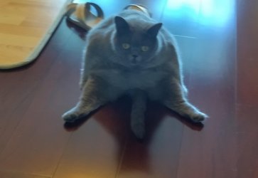 eine-katze-sitzt-auf-dem-po-und-beobachtet-ihren-schwanz.hz9z3e.avlt4d.im.lg.jpg