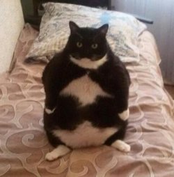 eine-katze-sitzt-auf-einem-bett.z43jwh.e94bjw.im.lg.jpg