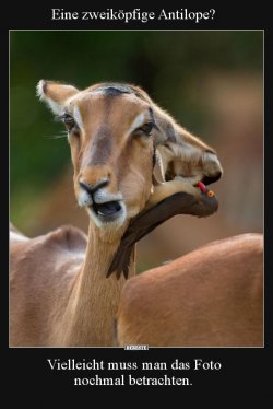 Eine zweiköpfige Antilope_ Vielleicht muss man das Foto_.jpeg