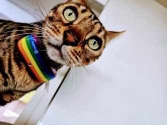 rainbow_cat.jpg