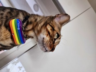 rainbow_cat2.jpg