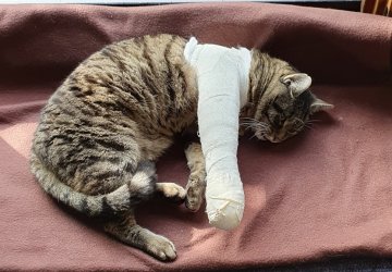 katze-nach-op.jpg