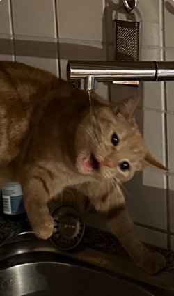 IMG_4843.jpeg