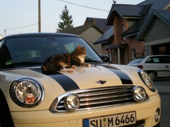 30 % MINI katze.jpg
