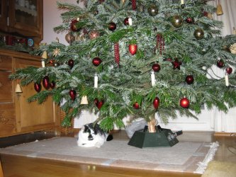 Weihnachten 2009 006.jpg