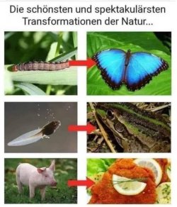 WhatsApp Bild 2024-04-10 um 11.48.52_9445d6ea.jpg