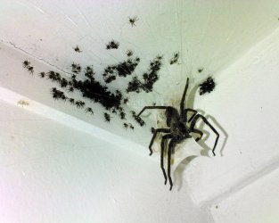 Spyder in OZ.jpeg