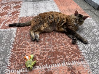 IMG_1127.jpeg