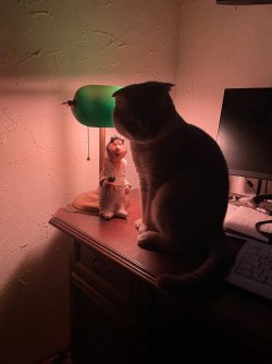 IMG_4486.jpeg