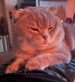 IMG_4518.jpeg