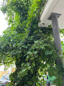 IMG_5681.jpeg