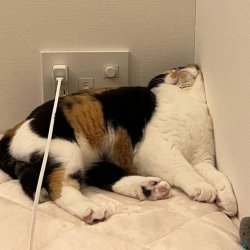 IMG_0047.jpeg