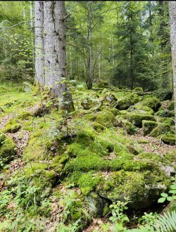 IMG_2279.jpeg